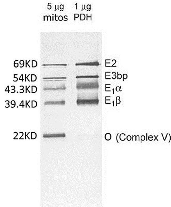 PDH Antibody (45-6799)