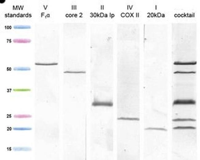 OxPhos Human WB Antibody in Western Blot (WB)