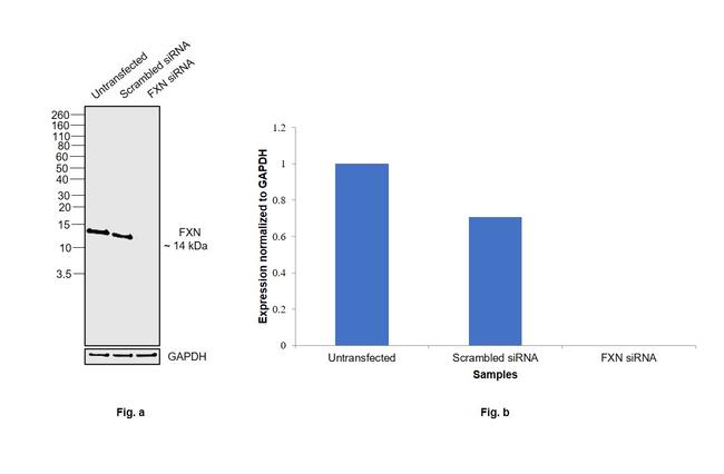 FXN Antibody in Western Blot (WB)