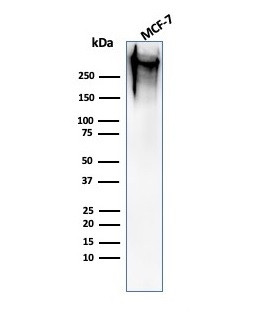 MUC1/CA15-3/EMA/CD227 (Epithelial Marker) Antibody in Western Blot (WB)