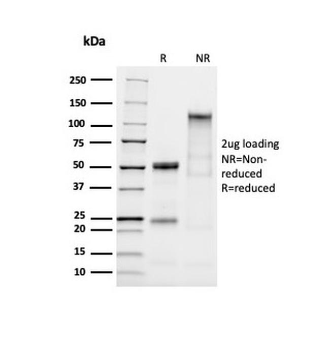 MUC2 (Mucin 2) Antibody in SDS-PAGE (SDS-PAGE)