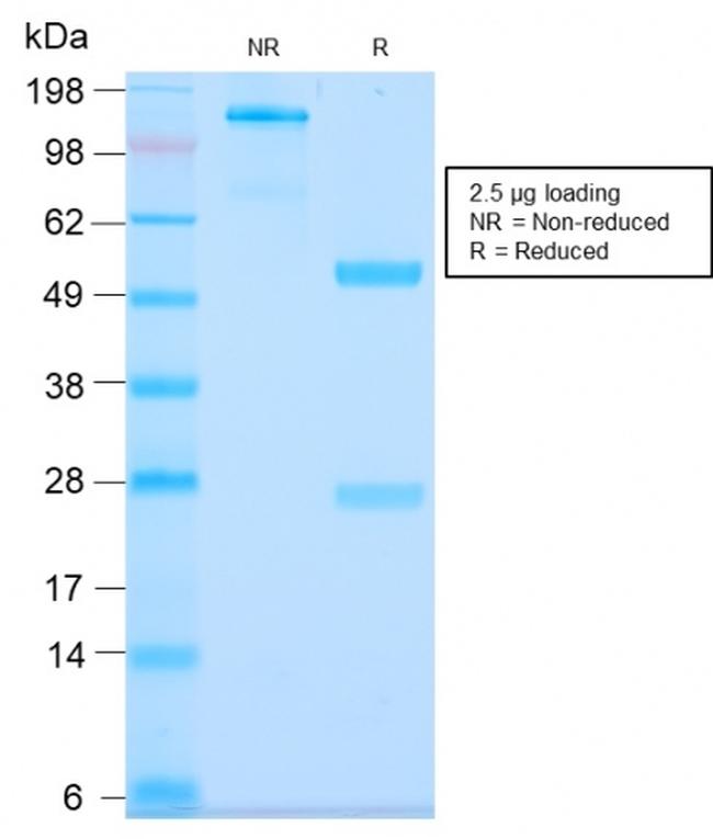 MUC3 (Mucin 3) Antibody in SDS-PAGE (SDS-PAGE)