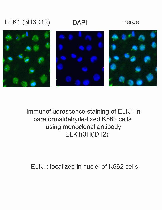 ELK1 Antibody in Immunocytochemistry (ICC/IF)