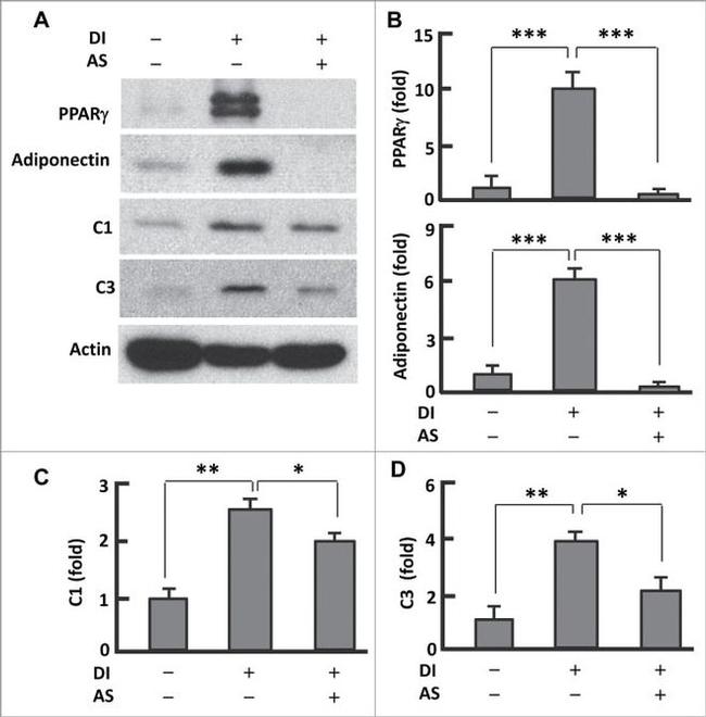 PPAR gamma Antibody in Western Blot (WB)