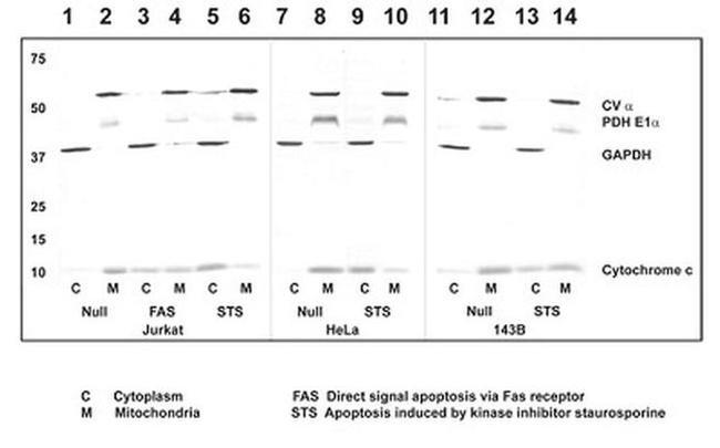 Cytochrome C Antibody in Western Blot (WB)