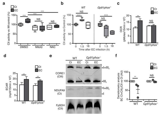 SDHA Antibody in Western Blot (WB)