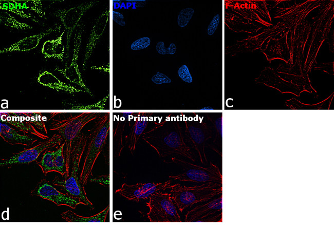 SDHA Antibody in Immunocytochemistry (ICC/IF)