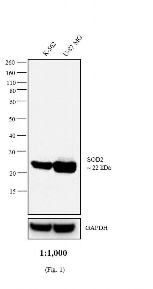 Mouse IgG (H+L) Secondary Antibody in Western Blot (WB)