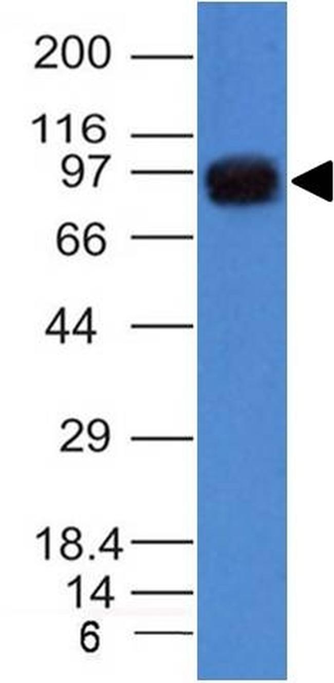 Nucleolin Antibody in Western Blot (WB)