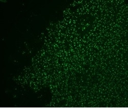 Nucleolin (Marker of Human Cells) Antibody in Immunohistochemistry (Paraffin) (IHC (P))