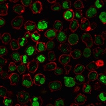 Nucleolin (Marker of Human Cells) Antibody in Immunocytochemistry (ICC/IF)