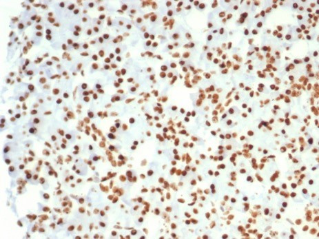 Nucleolin (Marker of Human Cells) Antibody in Immunohistochemistry (Paraffin) (IHC (P))