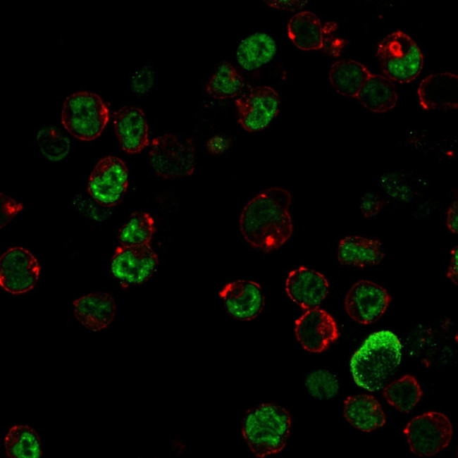 Neurofilament (NF-L) (Neuronal Marker) Antibody in Immunocytochemistry (ICC/IF)