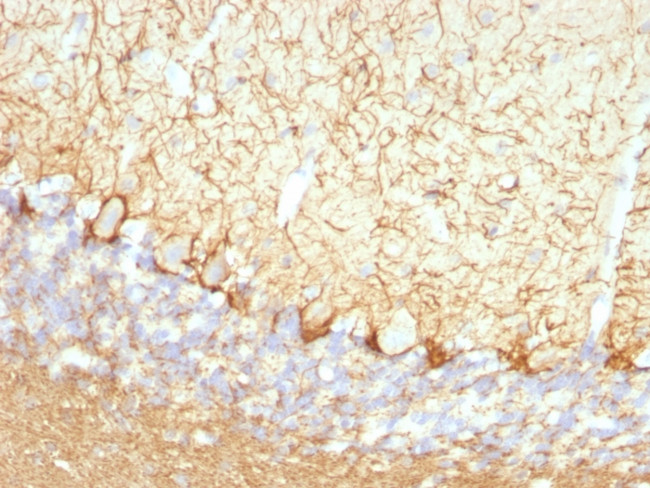 Neurofilament (NF-L) (Neuronal Marker) Antibody in Immunohistochemistry (Paraffin) (IHC (P))