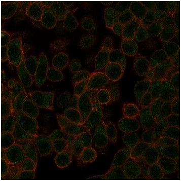 NEUROD2 (Neurogenic Differentiation 2) (Transcription Factor) Antibody in Immunocytochemistry (ICC/IF)