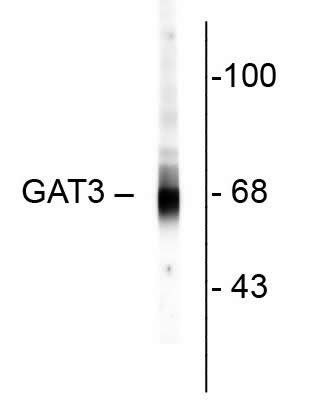 SLC6A11 Antibody in Western Blot (WB)