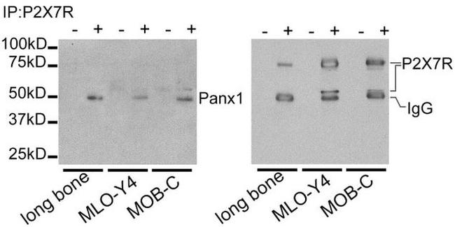 Pannexin 1 Antibody in Western Blot (WB)