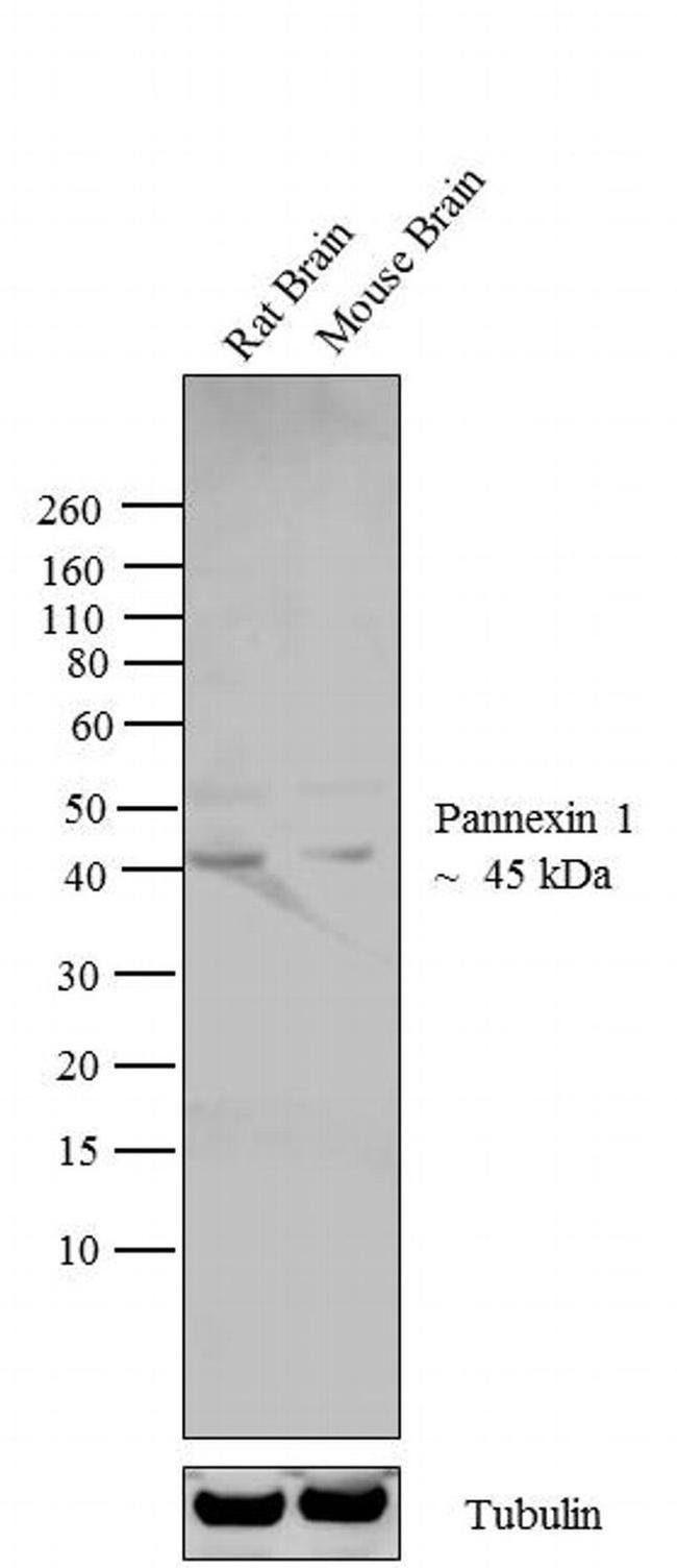 Pannexin 1 Antibody in Western Blot (WB)