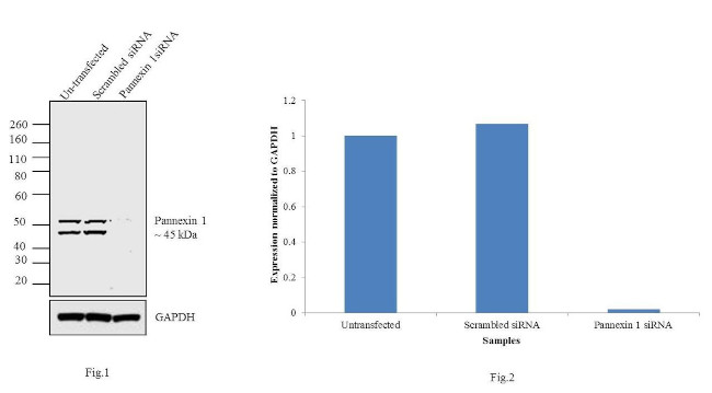 Pannexin 1 Antibody