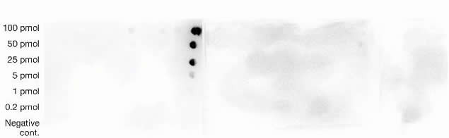 H3K9acS10ph Antibody in Dot Blot (DB)