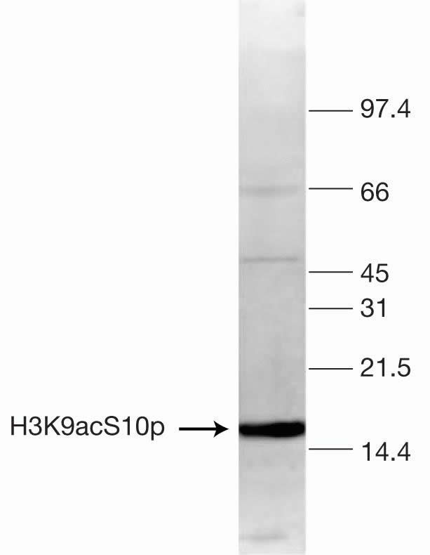 H3K9acS10ph Antibody in Western Blot (WB)