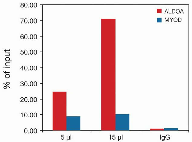 H3K9acS10ph Antibody in ChIP Assay (ChIP)