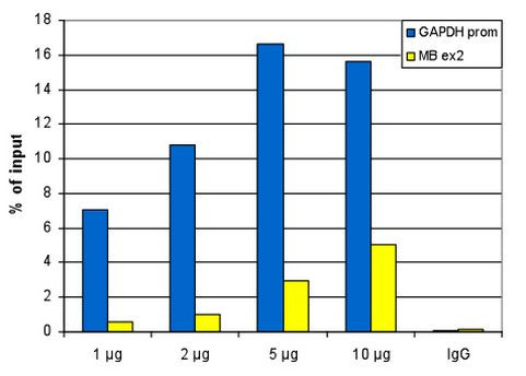 H3K79me3 Antibody in ChIP Assay (ChIP)