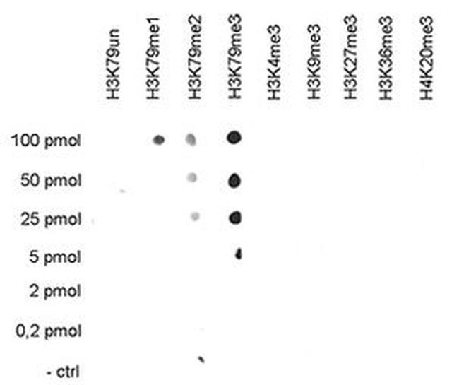 H3K79me3 Antibody in Dot Blot (DB)