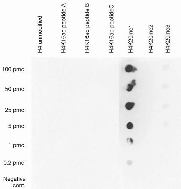 H4K20me1 Antibody in Dot Blot (DB)