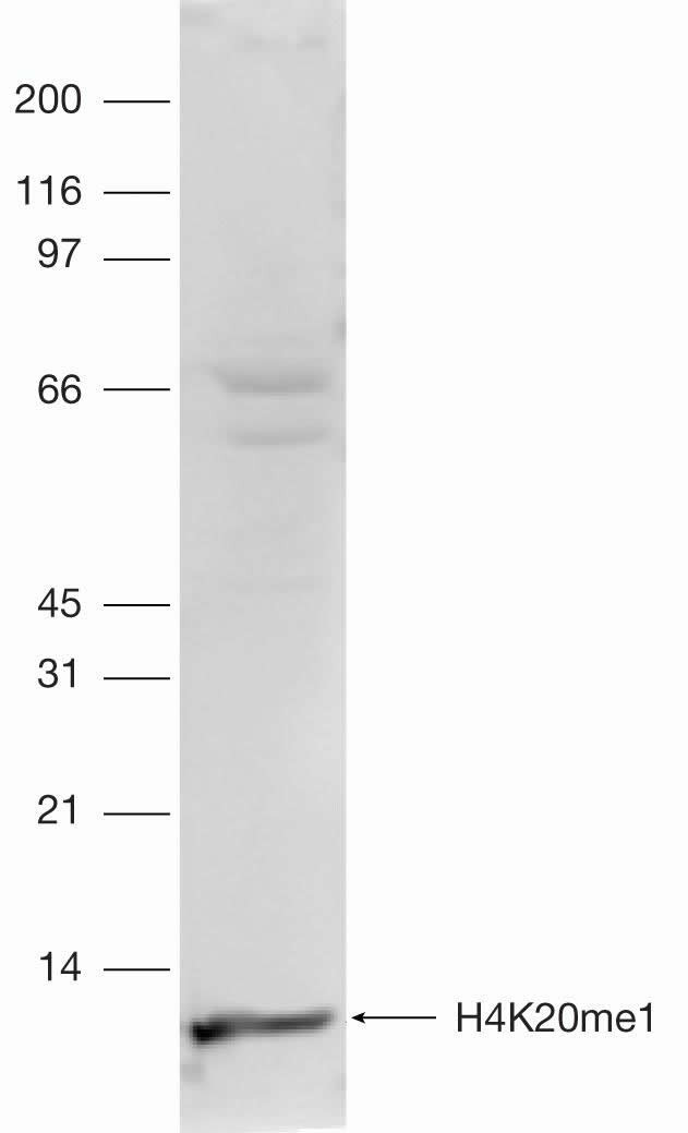 H4K20me1 Antibody in Western Blot (WB)