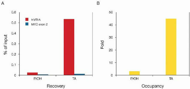 Glucocorticoid Receptor Antibody in ChIP Assay (ChIP)