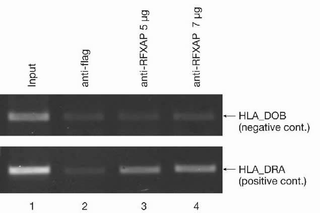 RFXAP Antibody in ChIP Assay (ChIP)