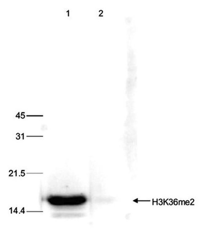 H3K36me2 Antibody in Western Blot (WB)