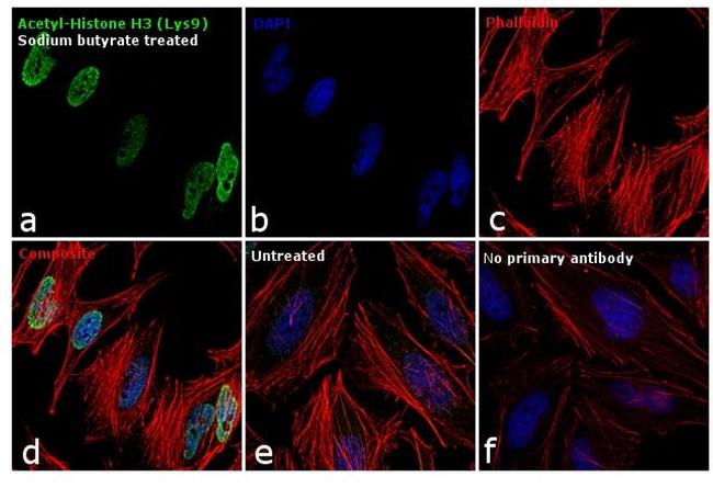 H3K9ac Antibody