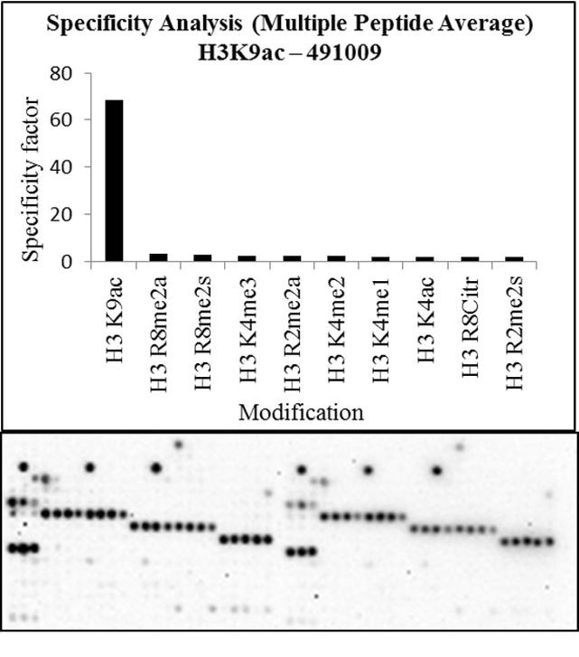 H3K9ac Antibody