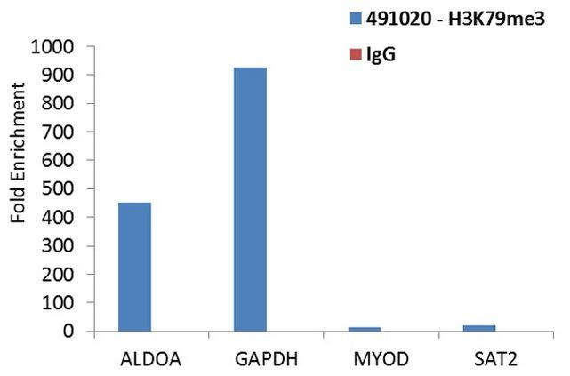 H3K79me3 Antibody in ChIP Assay (ChIP)