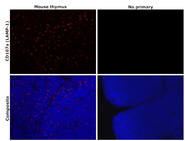 CD107a (LAMP-1) Antibody in Immunohistochemistry (Paraffin) (IHC (P))