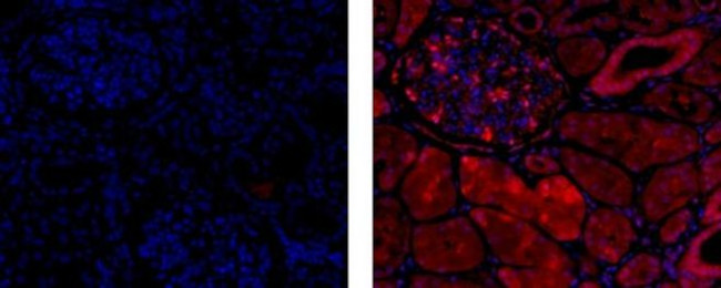 HSP70 Antibody in Immunohistochemistry (Paraffin) (IHC (P))