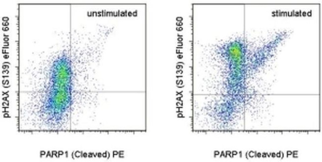 Phospho-Histone H2A.X (Ser139) Monoclonal Antibody (CR55T33