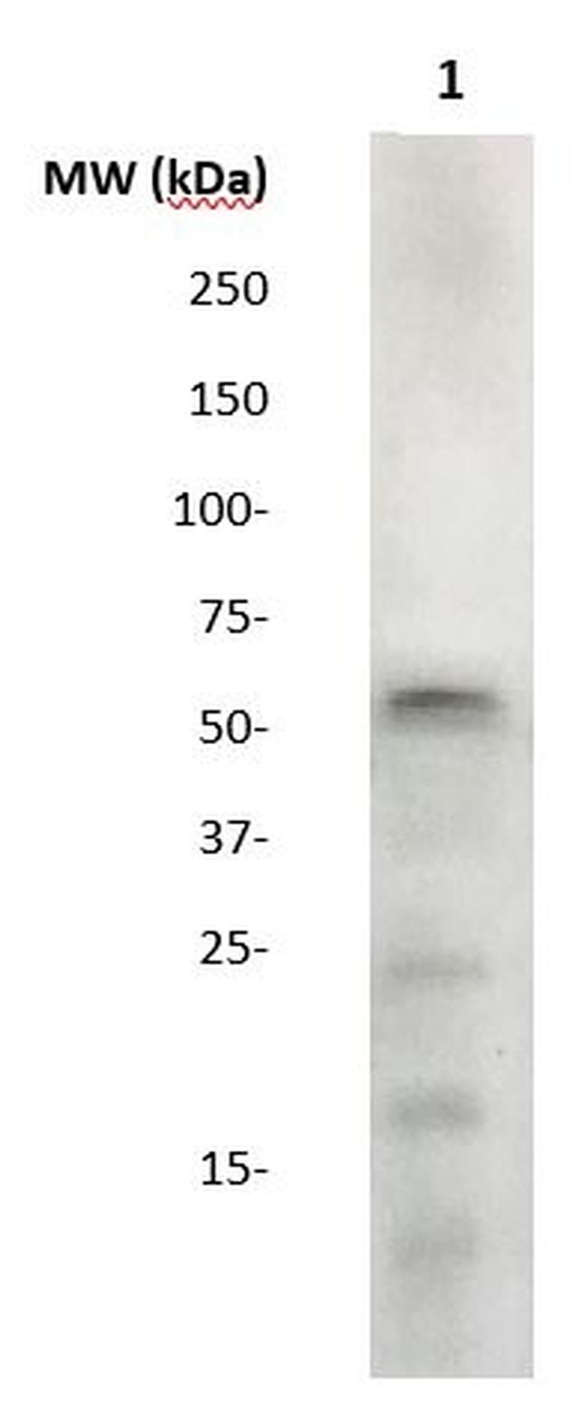 SOCS-5 Antibody in Western Blot (WB)