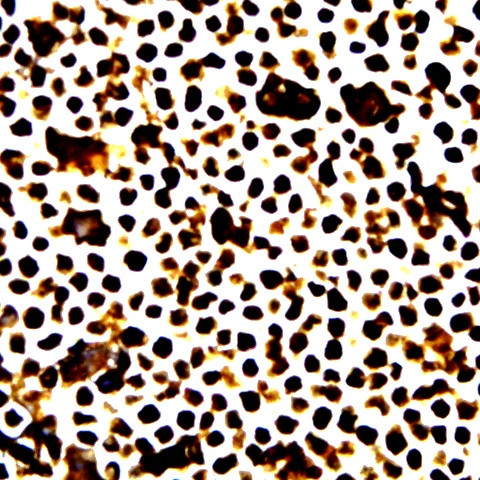 Phospho-GATA1 (Ser142) Antibody in Immunocytochemistry (ICC/IF)