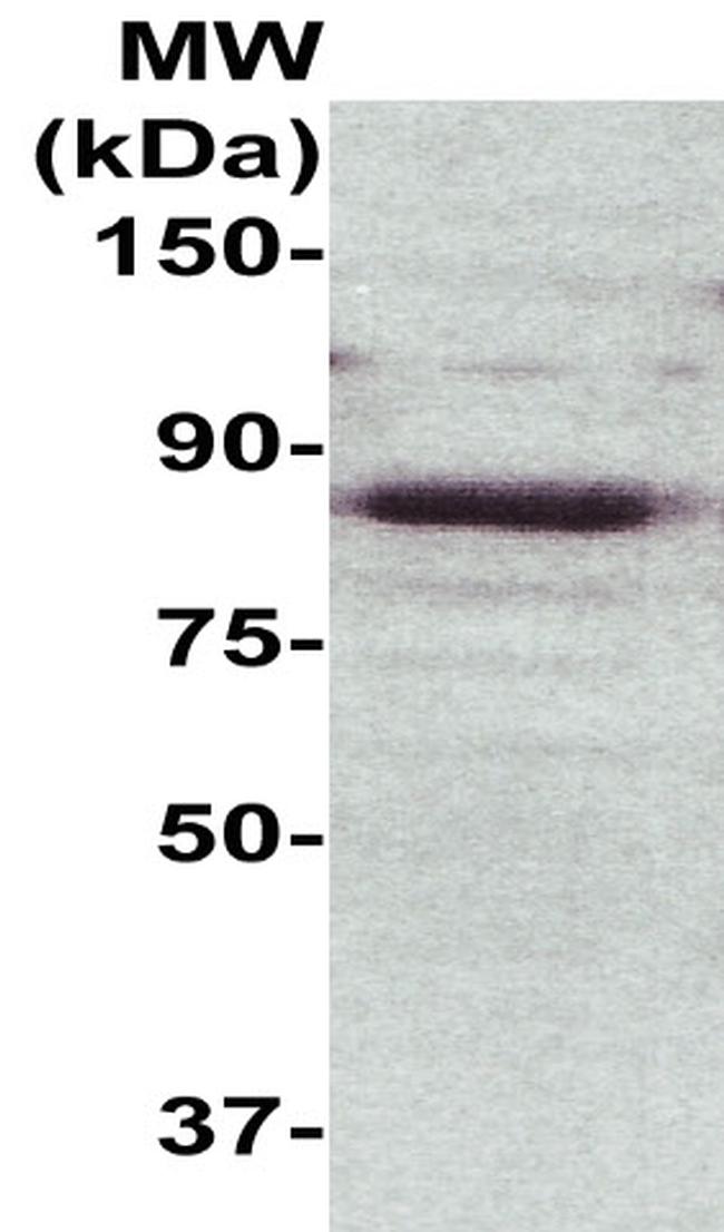 PKC epsilon Antibody in Western Blot (WB)