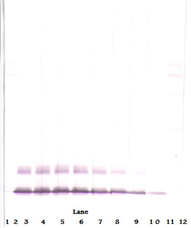 MCP-3 Antibody in Western Blot (WB)