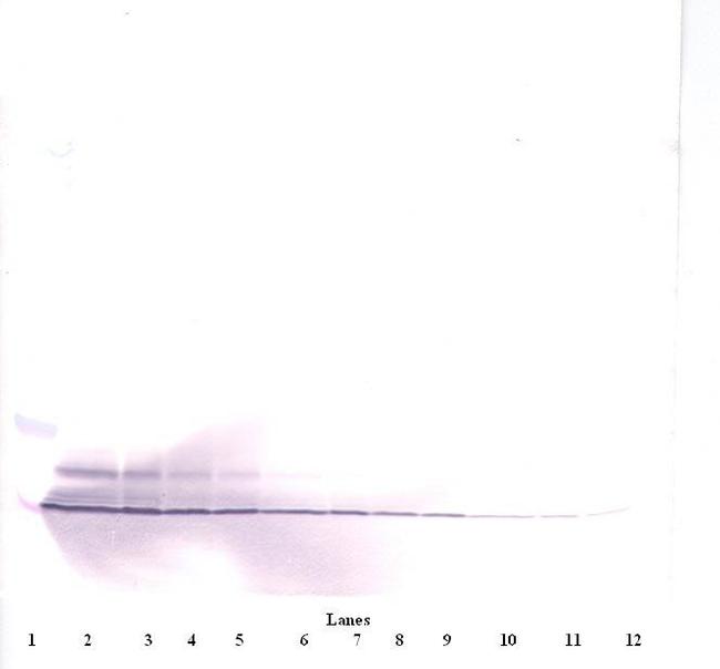 PF4 Antibody in Western Blot (WB)