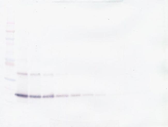 VEGF-165 Antibody in Western Blot (WB)