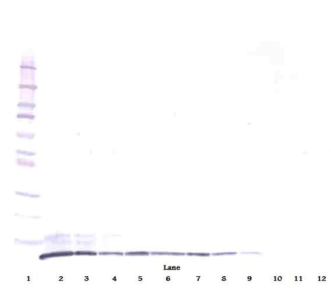 CXCL2 Antibody in Western Blot (WB)