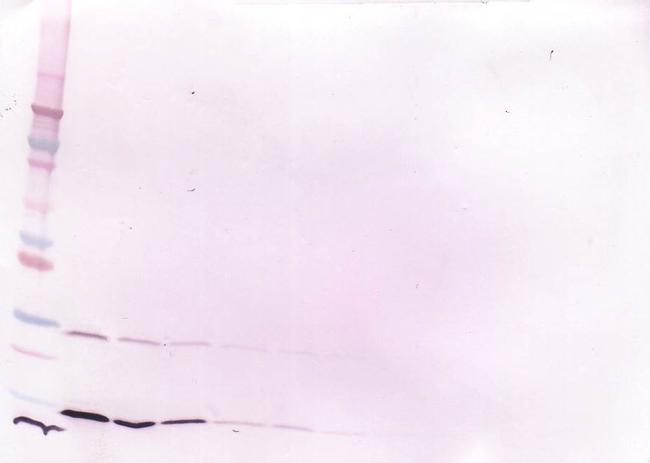 IFN gamma Antibody in Western Blot (WB)