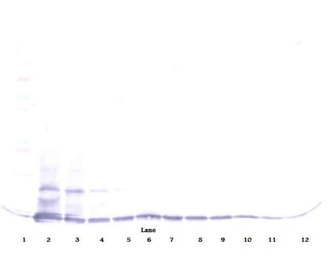 CCL16 Antibody in Western Blot (WB)