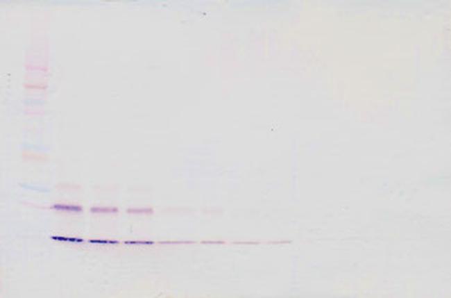 CCL16 Antibody in Western Blot (WB)