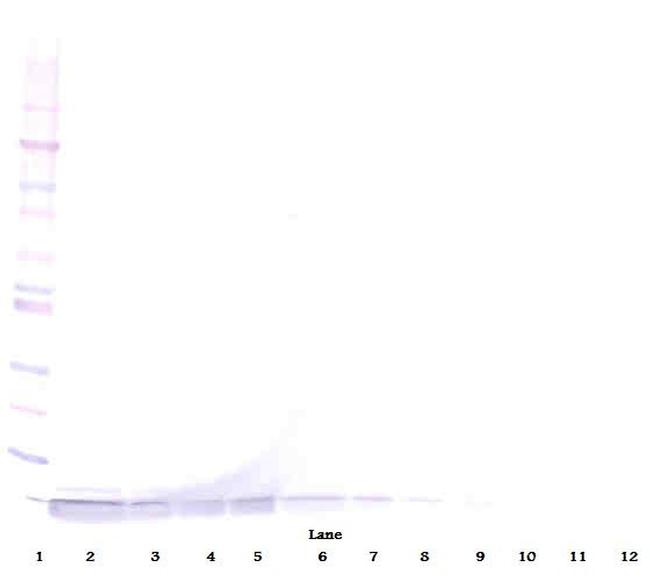 DEFA1 Antibody in Western Blot (WB)